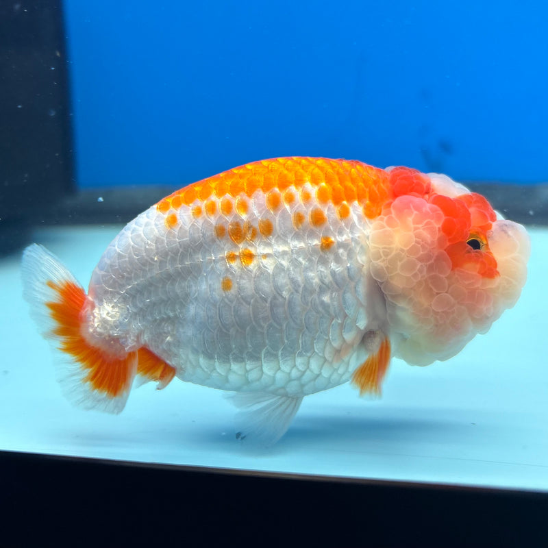 Thai Ranchu Red/White 3” Body Male(CK-993)R3B03