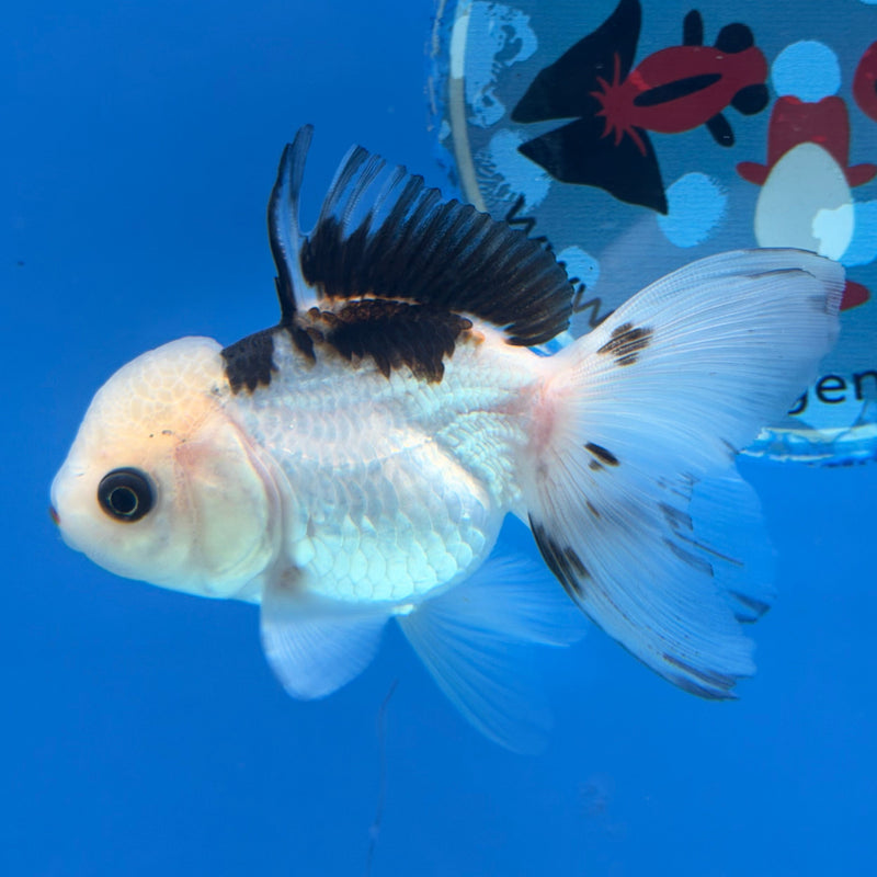 Thai Oranda Panda Lemonhead 2.5” Female (FEB-316)R3B08