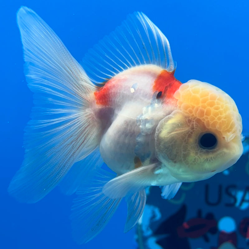 Thai Oranda Lemon Head Tri-Color Calico 2” Body Male(CK-1282)R3B03