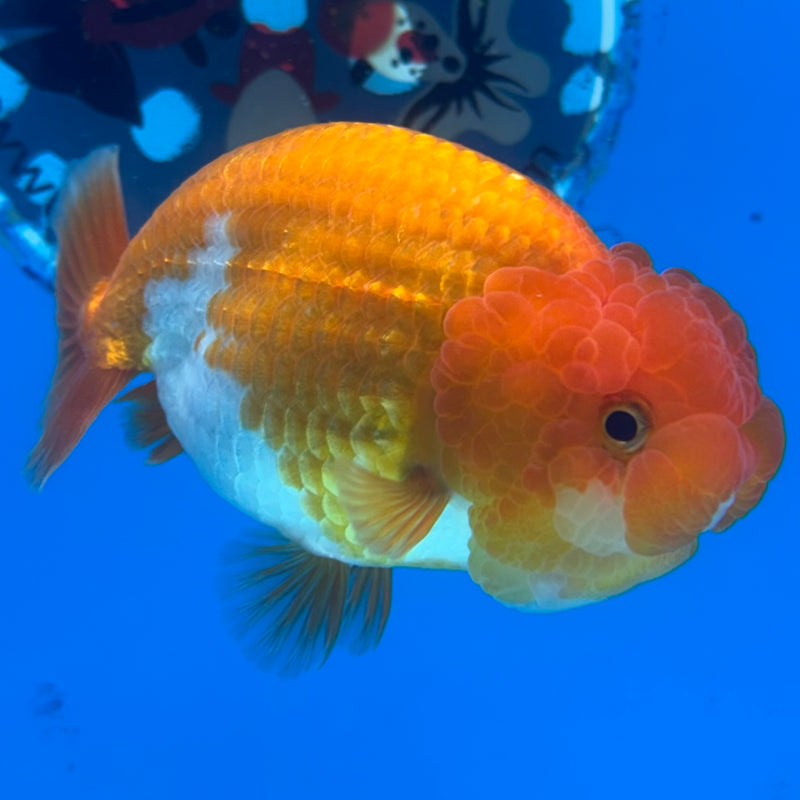 Thai Ranchu Red/White 3” Body Male(CK-994)R3B03