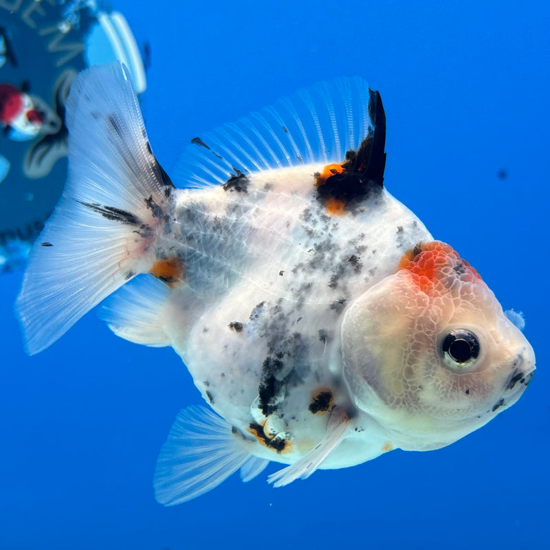 Thai Oranda Calico Yuanbao by SHOGUN 3” Body Male(CK-1167)R3A06