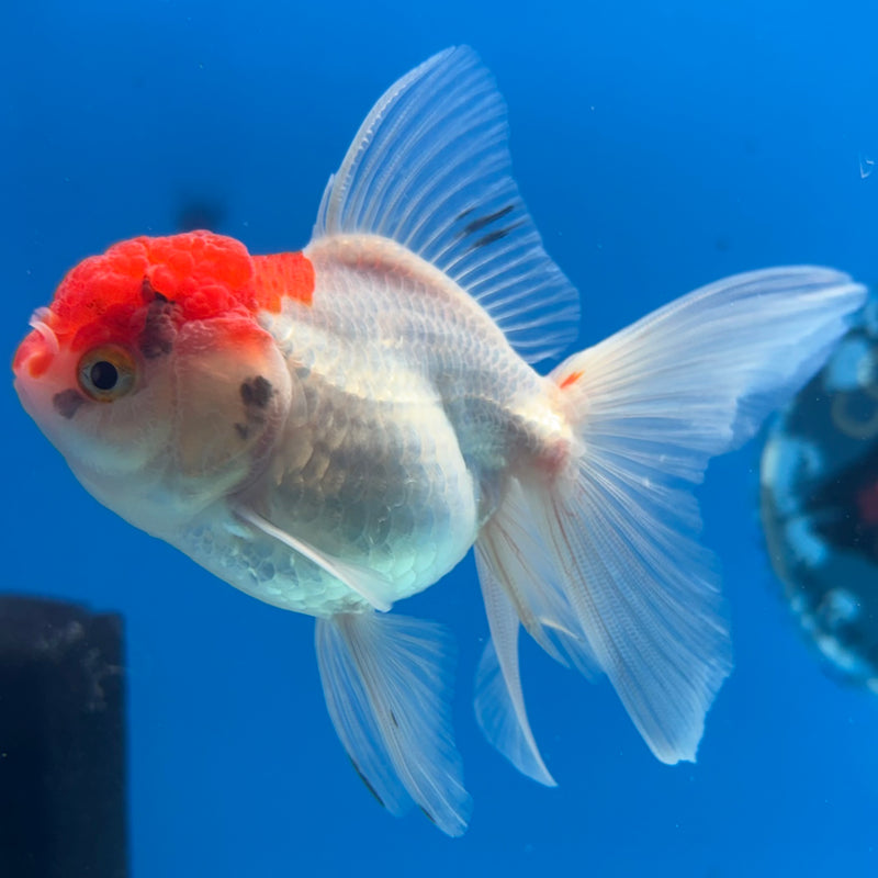 Thai Oranda White Body Red Cap 2.5” Body Female(CK-1021)R3B12