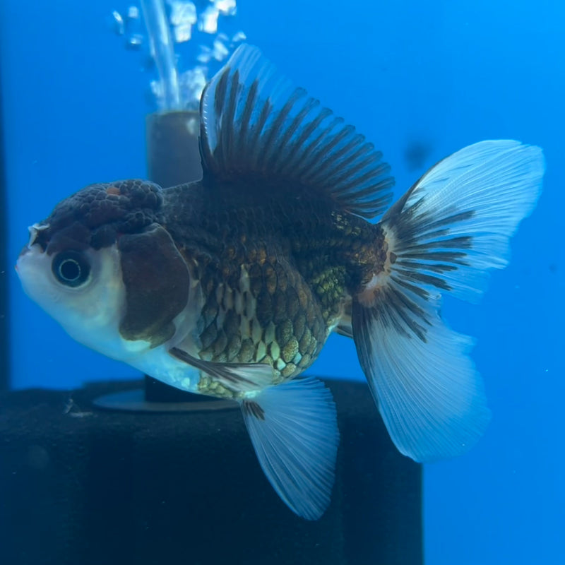 Thai Oranda Panda/Tri-Color 2.5” Body Female(CK-1297)R3B19