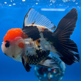 Thai Oranda Tri-Color 3” Male(CK-1625)R2A07