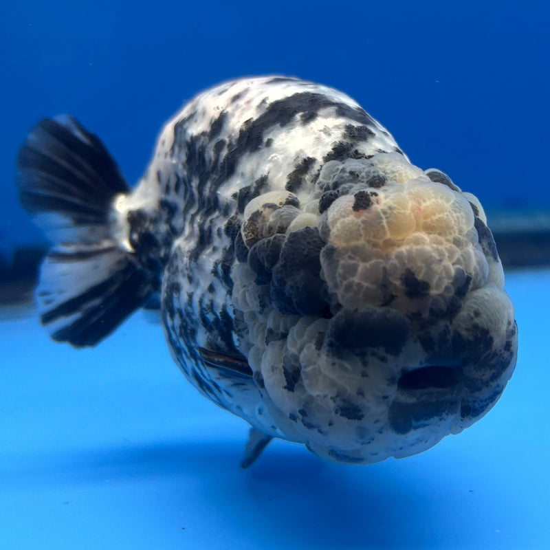 Thai Ranchu White Tiger 4” Body Male(BIN-CK-1040)R1BLUETUB2