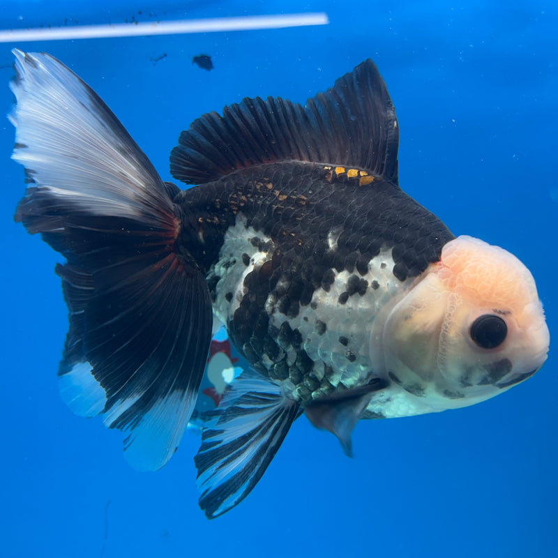 Thai Oranda Tri-Color 5” Body Female(CK-1487)R2B18