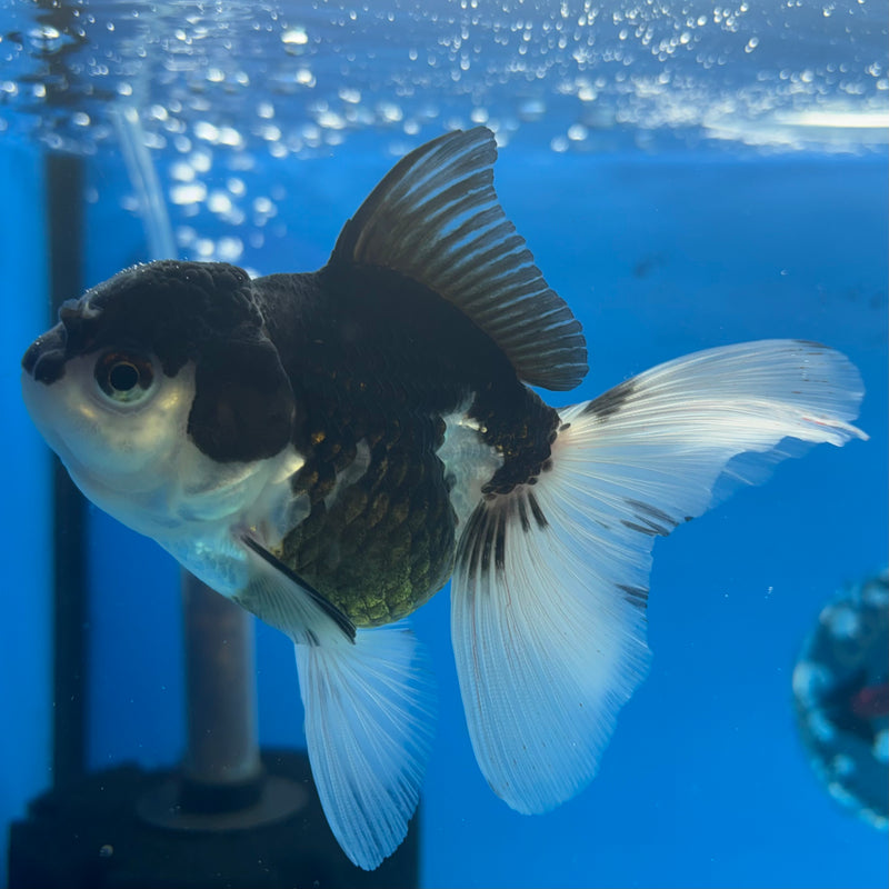 Thai Oranda Panda 3” Body Female(CK-971)R3B10