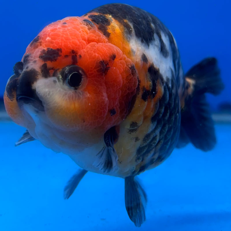 Chinese Ranchu Calico 4” Body Male(CK-1459)R2A07