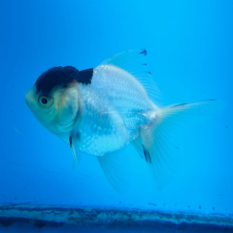 (KP-019) Panda Fancy Oranda Juvenile 2'' R4B07