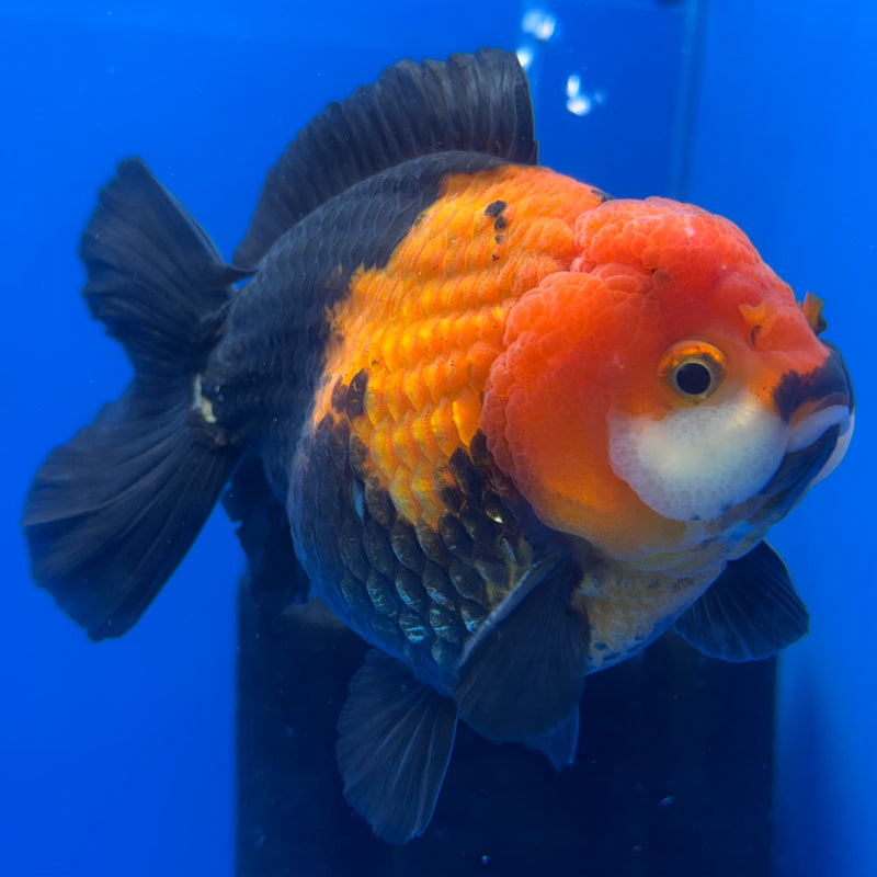 Thai Premium Oranda Yuanbao Apache 4” Body Male(CK-770)R1BlueTub4