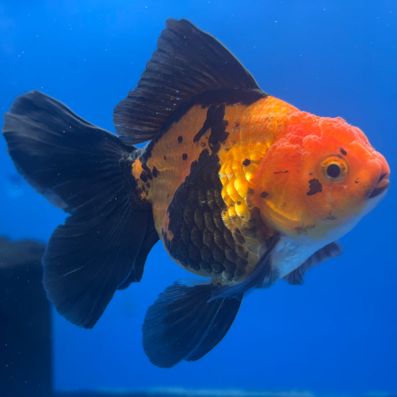 Thai Oranda Apache 3” Body Female(CK-837)R3A14