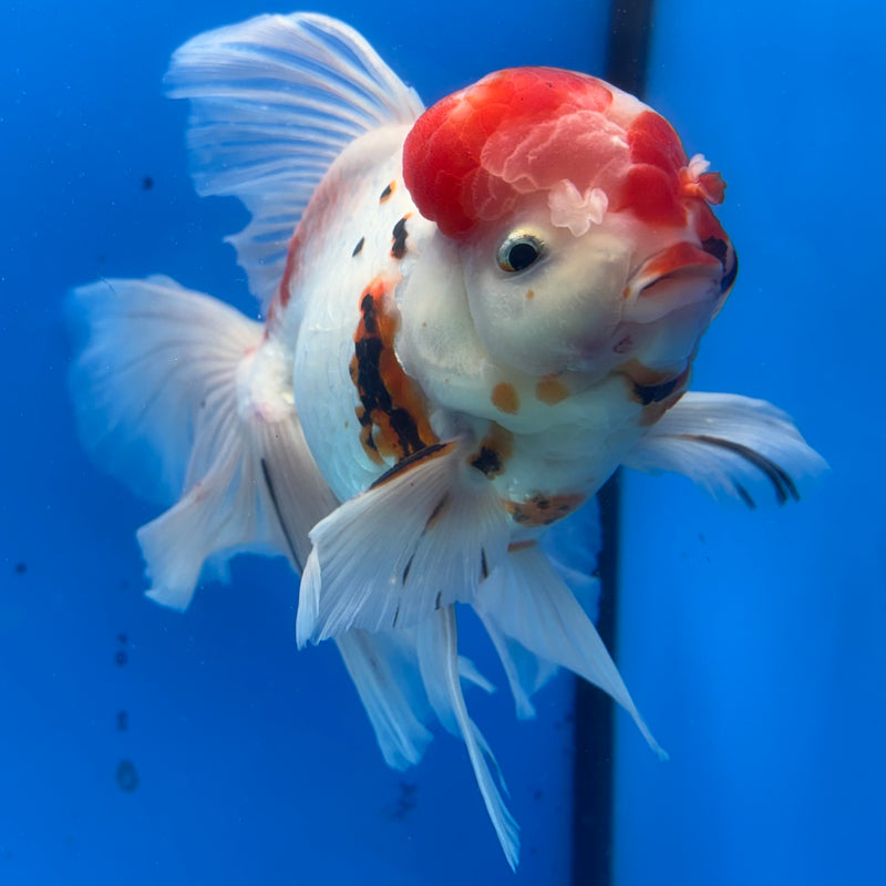 Thai Oranda JUMBO Orchid Tail Tri-Color Calico 4.5” Body Male(CK-1363)SHOWTANK2