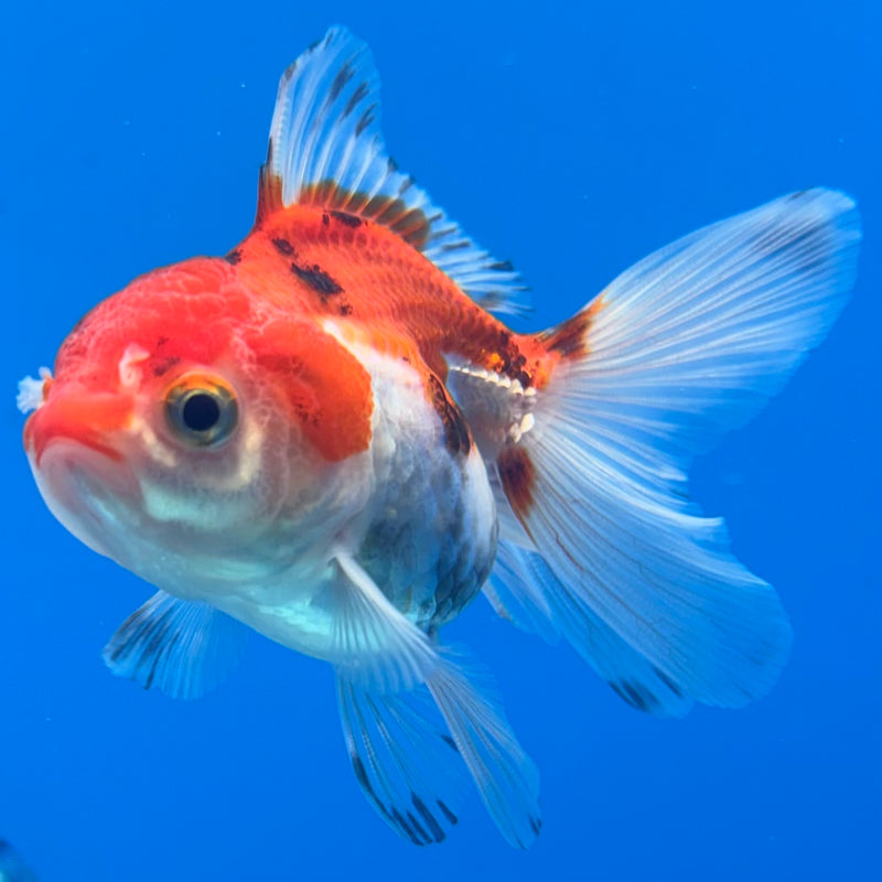 Thai Oranda Tri-Color 2” Body Female(CK-1269)R3B06