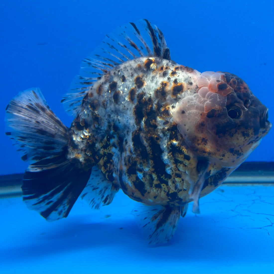 Thai Oranda Tri-Color Tiger 4.5" Male(NKT-CK-1579)BLUETUB-B