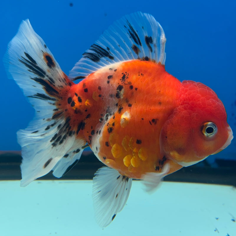 Thai Oranda Tri-Color Calico 3.5” Body Male(QGF-CK-1089)SHOWTANK