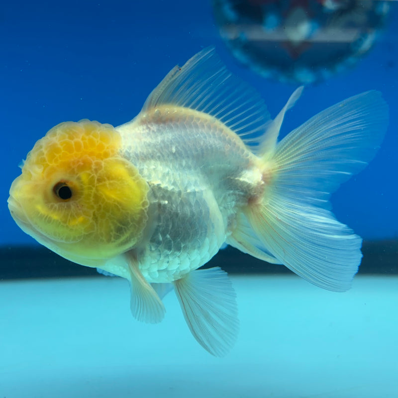 Thai Oranda Lemon Head White 2.5" Male (CK-1526)R3B13