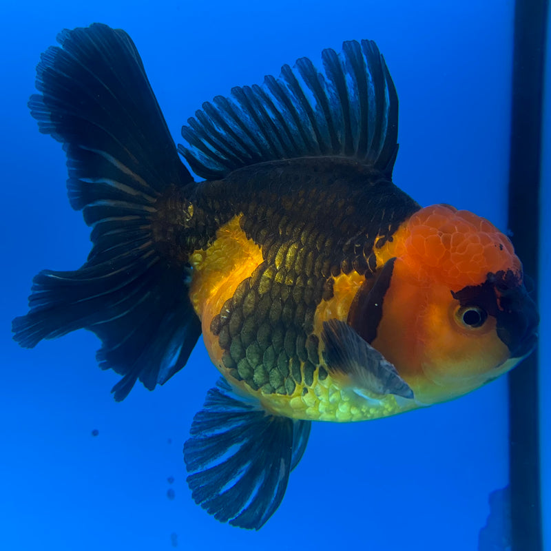 Thai Oranda Apache 4" Body Female(NKT-CK-1032)SHOWTANK2