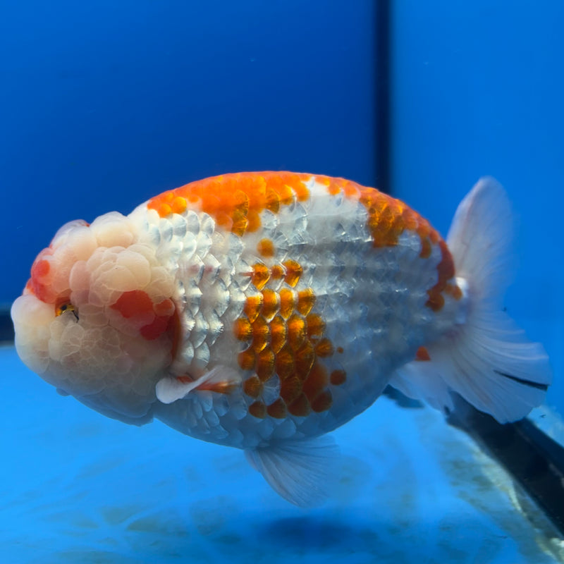 Thai Ranchu JUMBO Red/White 4.5” Body Male(BIN-CK-1045)SHOWTANK2