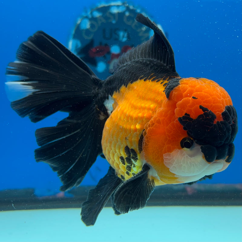 Thai Oranda Apache 3.5" Male(CK-1533)R2A06