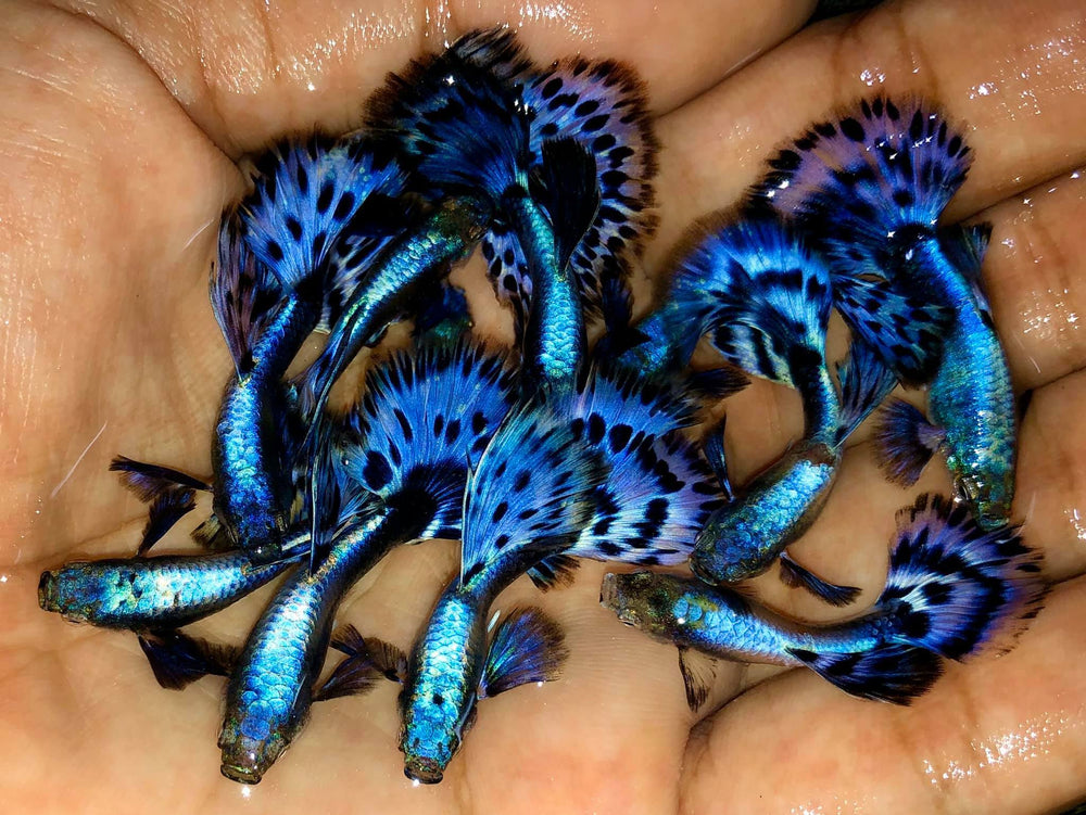 Big Ear Purple Moasic Guppy Male and Female