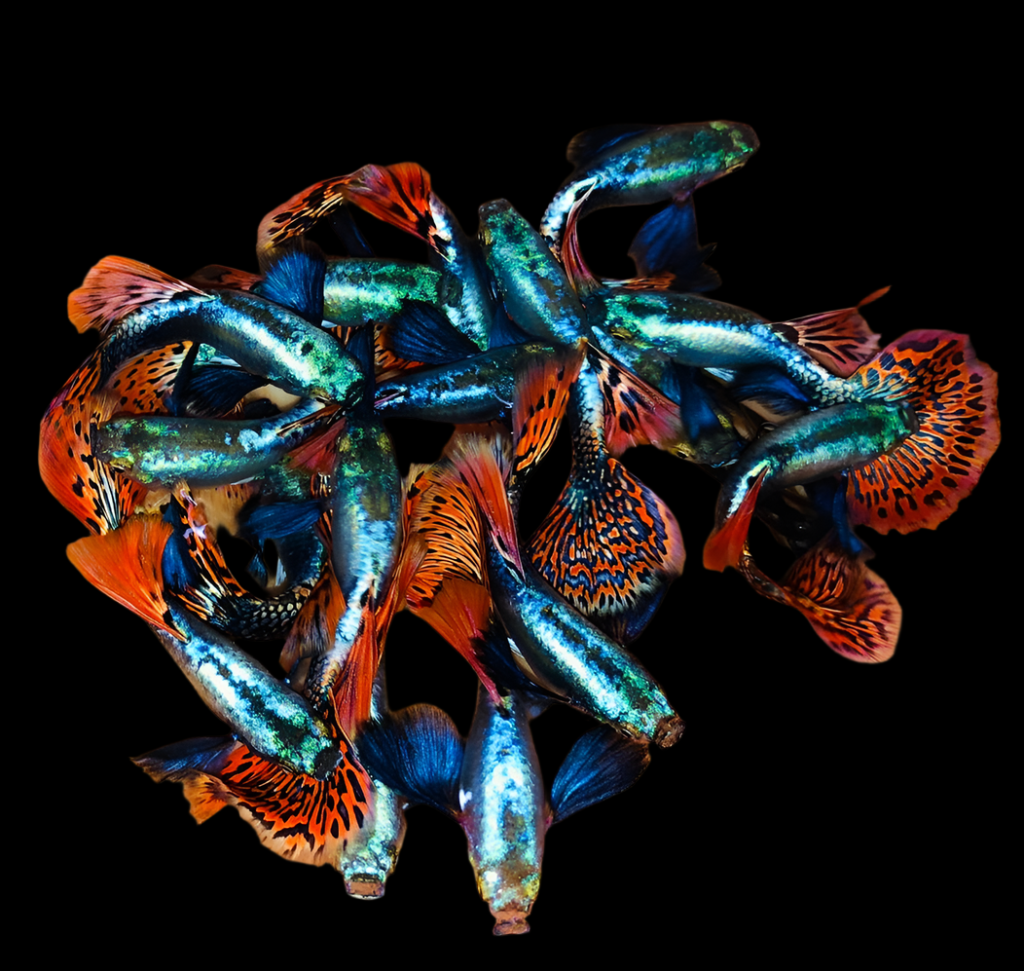 Live Fancy Guppy Fish Premium Quality Red Mosaic Jumbo Dumbo Ear XL (CGP-026) - Coast Gem USA