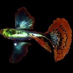 Live Fancy Guppy Fish Premium Quality Red Mosaic Jumbo Dumbo Ear XL (CGP-026) - Coast Gem USA