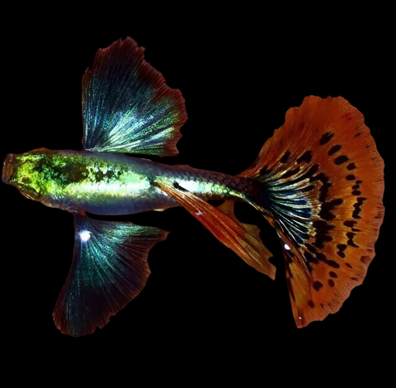 Live Fancy Guppy Fish Premium Quality Red Mosaic Jumbo Dumbo Ear XL (CGP-026) - Coast Gem USA