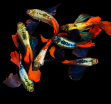 Live Fancy Guppy Fish Premium Quality Jumbo Dumbo Ear Red Tail (CGP-027)