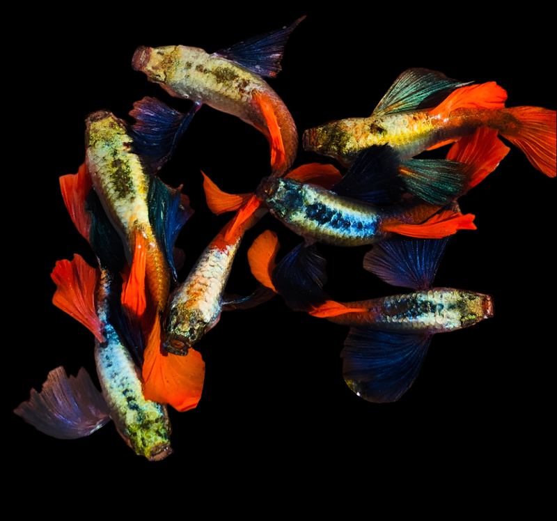 Live Fancy Guppy Fish Premium Quality Jumbo Dumbo Ear Red Tail (CGP-027)