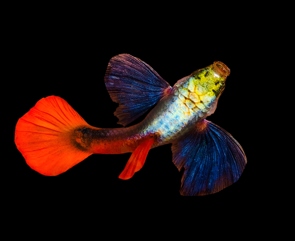 Live Fancy Guppy Fish Premium Quality Jumbo Dumbo Ear Red Tail (CGP-027)
