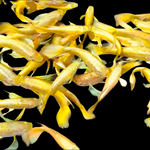 Live Fancy Guppy Fish Premium Quality Full Gold XL Size (CGP-016)