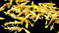 Live Fancy Guppy Fish Premium Quality Full Gold XL Size (CGP-016)
