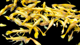 Live Fancy Guppy Fish Premium Quality Full Gold XL Size (CGP-016)