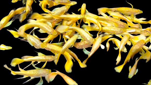 Live Fancy Guppy Fish Premium Quality Full Gold XL Size (CGP-016)