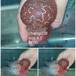 (CHAMP-238) Super Red Dragon Flowerhorn 4.5 inch