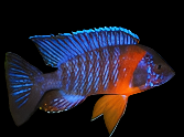Live Freshwater Cichlid Red Shoulder Blue Peacock Cichlid  (Aulonocara Hansbaenschi)(CHD-101)U010