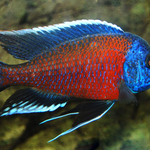 Live Freshwater African Cichlid Red Kadango Cichlid (Copadichromis Borleyi)(CHD-102)U007