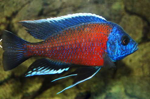Live Freshwater African Cichlid Red Kadango Cichlid (Copadichromis Borleyi)(CHD-102)U007