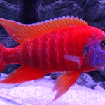 Live Freshwater African Cichlid Red Peacock (Aulonocara Rubescens)(CHD-103)U004