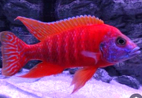 Red Peacock Cichlid (Aulonocara Rubescens) | African Cichlid