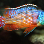 Live Freshwater Aquarium African Cichlid Red Empress (Protomelas Taeniolatus)(CHD-105)U028