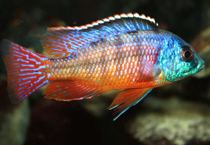 Live Freshwater Aquarium African Cichlid Red Empress (Protomelas Taeniolatus)(CHD-105)U028