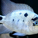 Live Freshwater Aquarium American Silver Cichlid (Vieja Argentea) (CHD-106)