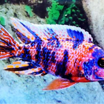 RED OB PEACOCK AULONACARA