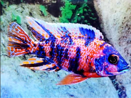 RED OB PEACOCK AULONACARA