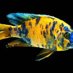 LIVE FRESHWATER AQUARIUM Yellow OB Peacock African cichlid Cichlid (Aulonocara sp.)(CHD-111) U021