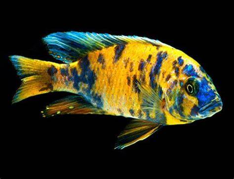 LIVE FRESHWATER AQUARIUM Yellow OB Peacock African cichlid Cichlid (Aulonocara sp.)(CHD-111) U021