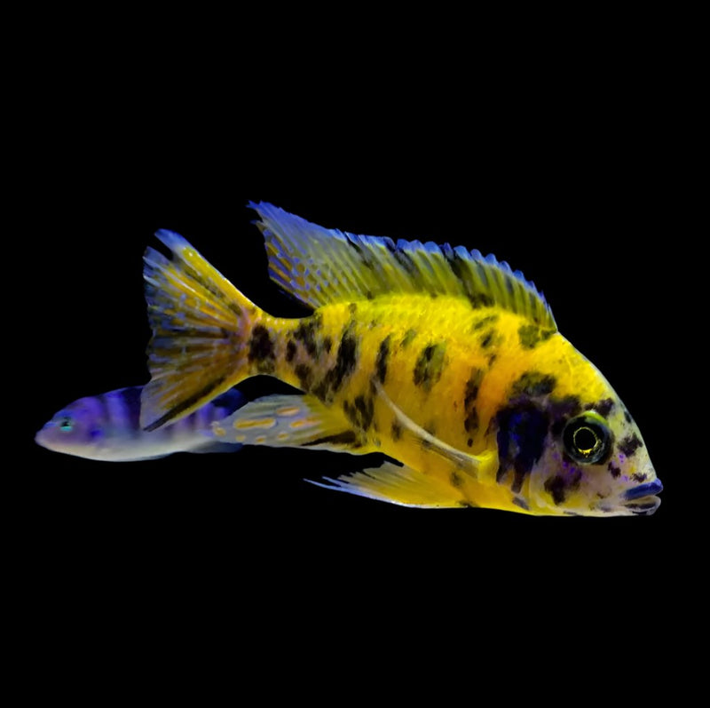 LIVE FRESHWATER AQUARIUM Yellow OB Peacock African cichlid Cichlid (Aulonocara sp.)(CHD-111) U021