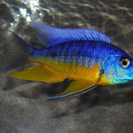 Live Fish African Cichlid Aquarium Insignus  (Protomelas sp. Spilonotus Tanzania)(CHD-115)
