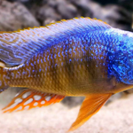 Live Fish African Cichlid Taiwan Reef (Protomelas Sp. "Steveni Taiwan")(CHD-116)U003